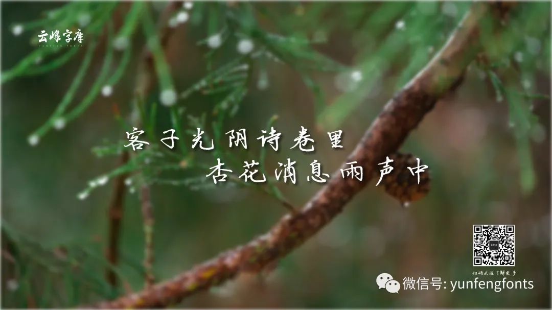 云峰寒蝉体