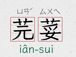 芫荽