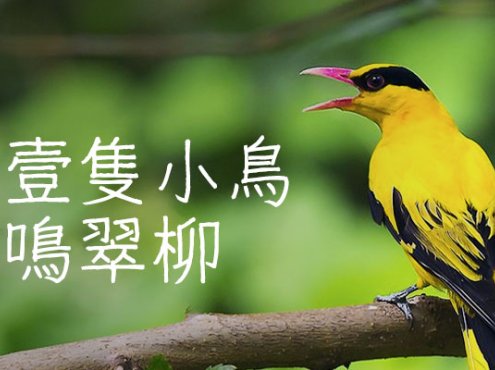 细鸣字体